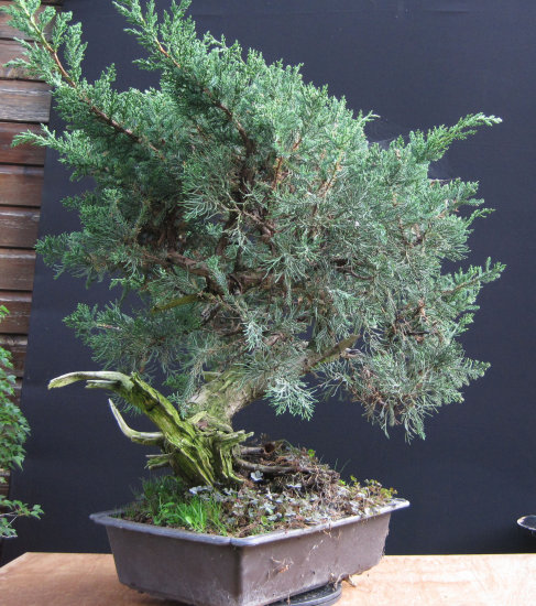san jose juniper bonsai